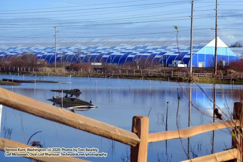 Friday, January 16, 2020: Refuge near Kent, Washington. The Adventures of Sir Oisin Leif:  Saga 1 - Dual states at https://technotink.net/adventures/?page_id=2.  Photography by Sir Oisin Leif, Thomas Baurley, Leaf McGowan, Technotink.net/photography  (c) 2020. All rights reserved.