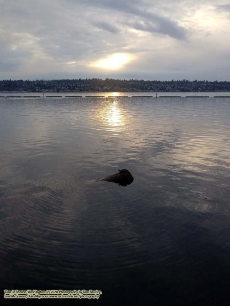 Bathing box turtle - Playing at Coulon Beach Park - Lake washington; January 20, 2020: Renton, Washington. The Adventures of Sir Oisin Leif:  Saga 1 - Dual states at https://technotink.net/adventures/?page_id=2.  Photography by Sir Oisin Leif, Thomas Baurley, Leaf McGowan, Technotink.net/photography  (c) 2020. All rights reserved.