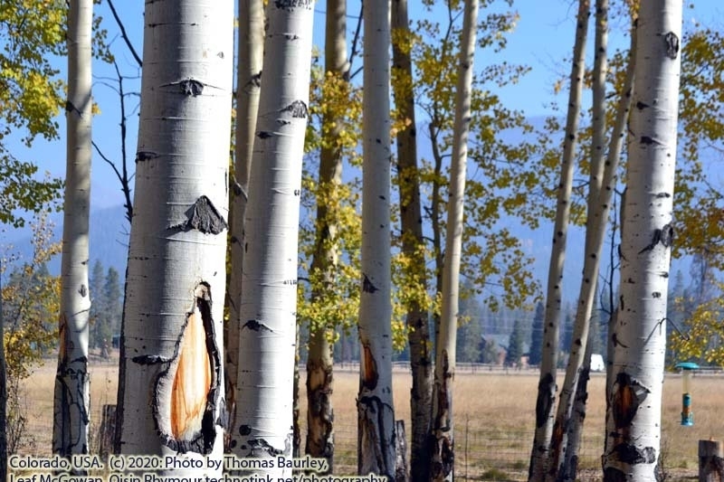 Fun in Grand Lake, Colorado. Sunday, October 4, 2020. https://technotink.net/adventures/?p=3027 The Adventures of Sir Oisin Leif:  Saga 1 - Dual states at https://technotink.net/adventures/?page_id=2.  Photography by Sir Oisin Leif, Thomas Baurley, Leaf McGowan, Technotink.net/photography  (c) 2020. All rights reserved.