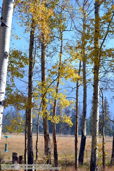 Fun in Grand Lake, Colorado. Sunday, October 4, 2020. https://technotink.net/adventures/?p=3027 The Adventures of Sir Oisin Leif:  Saga 1 - Dual states at https://technotink.net/adventures/?page_id=2.  Photography by Sir Oisin Leif, Thomas Baurley, Leaf McGowan, Technotink.net/photography  (c) 2020. All rights reserved.