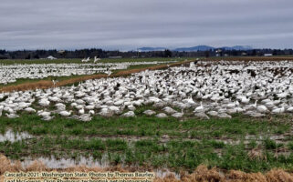 01.10.21: Swans, Library, Chess, Gig Work