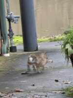 12/11/25: Rabbit Island in Sumas on 2nd
