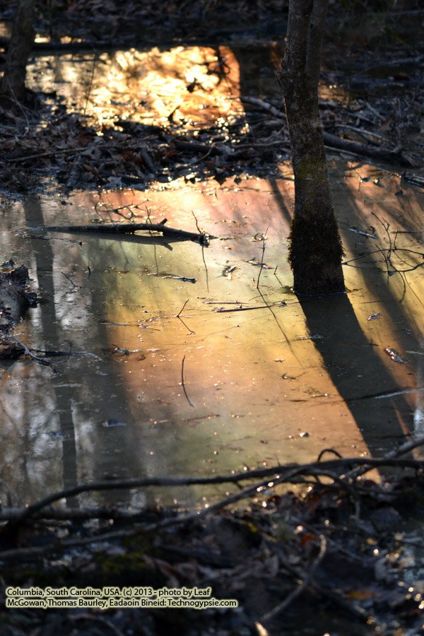 02.01.13 – Hillbilly Haven: Life in South Carolina – the Congaree