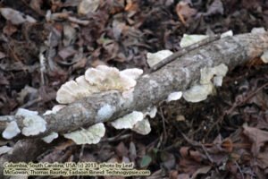020113-006: Bracket or Shelf Fungi