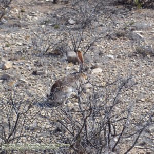 Jack Rabbit