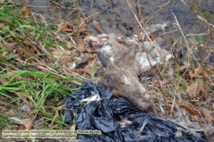 Dead deer by Frankenstein Bridge