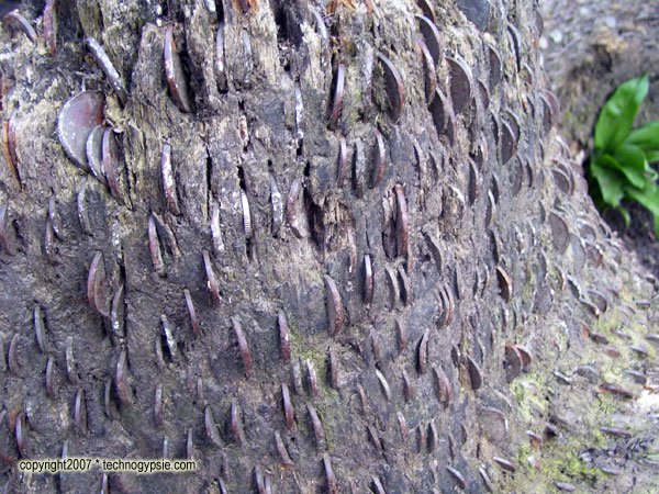 Penny offerings for good luck and as gifts to the Fae "Wishing Tree" Yorkshire Dales, England