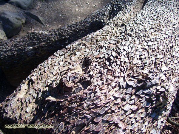 Penny offerings for good luck and as gifts to the Fae "Wishing Tree" Yorkshire Dales, England