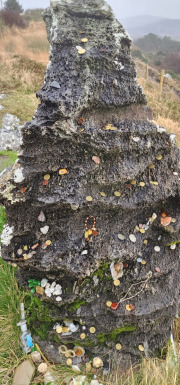 121923_0247_BEARA-HAG