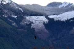 Bald Eagles - The adventures of Sir Oisin Leif in the Whatcom wilderness of Northern Washington. Photos taken on December 24, 2019. (c) 2019: Photos by Thomas Baurley, Oisin Leif Rhymour, Leaf McGowan. Tales at www.technogypsie.net/chronicles/