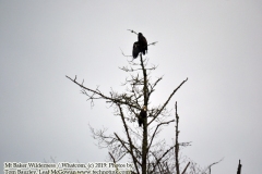 Bald Eagles - The adventures of Sir Oisin Leif in the Whatcom wilderness of Northern Washington. Photos taken on December 24, 2019. (c) 2019: Photos by Thomas Baurley, Oisin Leif Rhymour, Leaf McGowan. Tales at www.technogypsie.net/chronicles/