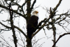 Bald Eagles - The adventures of Sir Oisin Leif in the Whatcom wilderness of Northern Washington. Photos taken on December 24, 2019. (c) 2019: Photos by Thomas Baurley, Oisin Leif Rhymour, Leaf McGowan. Tales at www.technogypsie.net/chronicles/