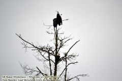 Bald Eagles - The adventures of Sir Oisin Leif in the Whatcom wilderness of Northern Washington. Photos taken on December 24, 2019. (c) 2019: Photos by Thomas Baurley, Oisin Leif Rhymour, Leaf McGowan. Tales at www.technogypsie.net/chronicles/