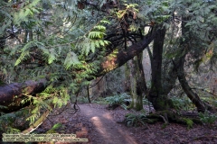 Pacific Spirit Regional Park and beaches - Vancouver, British Columbia, Canada. The adventures of Sir Oisin Leif in Vancouver BC. Photos taken on December 22, 2019. (c) 2019: Photos by Thomas Baurley, Oisin Leif Rhymour, Leaf McGowan. Tales at www.technogypsie.net/chronicles/