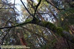 Pacific Spirit Regional Park and beaches - Vancouver, British Columbia, Canada. The adventures of Sir Oisin Leif in Vancouver BC. Photos taken on December 22, 2019. (c) 2019: Photos by Thomas Baurley, Oisin Leif Rhymour, Leaf McGowan. Tales at www.technogypsie.net/chronicles/