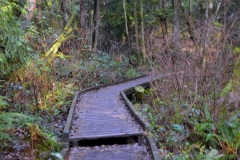 Pacific Spirit Regional Park and beaches - Vancouver, British Columbia, Canada. The adventures of Sir Oisin Leif in Vancouver BC. Photos taken on December 22, 2019. (c) 2019: Photos by Thomas Baurley, Oisin Leif Rhymour, Leaf McGowan. Tales at www.technogypsie.net/chronicles/