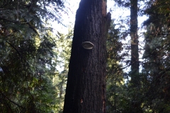 Pacific Spirit Regional Park and beaches - Vancouver, British Columbia, Canada. The adventures of Sir Oisin Leif in Vancouver BC. Photos taken on December 22, 2019. (c) 2019: Photos by Thomas Baurley, Oisin Leif Rhymour, Leaf McGowan. Tales at www.technogypsie.net/chronicles/