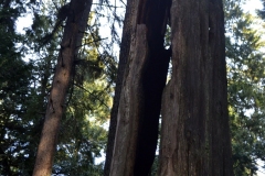 Pacific Spirit Regional Park and beaches - Vancouver, British Columbia, Canada. The adventures of Sir Oisin Leif in Vancouver BC. Photos taken on December 22, 2019. (c) 2019: Photos by Thomas Baurley, Oisin Leif Rhymour, Leaf McGowan. Tales at www.technogypsie.net/chronicles/