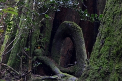 Pacific Spirit Regional Park and beaches - Vancouver, British Columbia, Canada. The adventures of Sir Oisin Leif in Vancouver BC. Photos taken on December 22, 2019. (c) 2019: Photos by Thomas Baurley, Oisin Leif Rhymour, Leaf McGowan. Tales at www.technogypsie.net/chronicles/