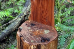 Pacific Spirit Regional Park and beaches - Vancouver, British Columbia, Canada. The adventures of Sir Oisin Leif in Vancouver BC. Photos taken on December 22, 2019. (c) 2019: Photos by Thomas Baurley, Oisin Leif Rhymour, Leaf McGowan. Tales at www.technogypsie.net/chronicles/