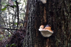 Pacific Spirit Regional Park and beaches - Vancouver, British Columbia, Canada. The adventures of Sir Oisin Leif in Vancouver BC. Photos taken on December 22, 2019. (c) 2019: Photos by Thomas Baurley, Oisin Leif Rhymour, Leaf McGowan. Tales at www.technogypsie.net/chronicles/