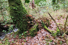 121823_0224_PIKEWOODS