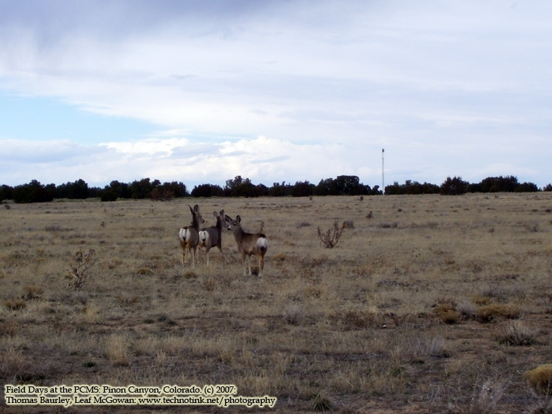 Working at Pinon Canyon, Colorado