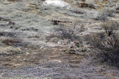 Working at Pinon Canyon, Colorado