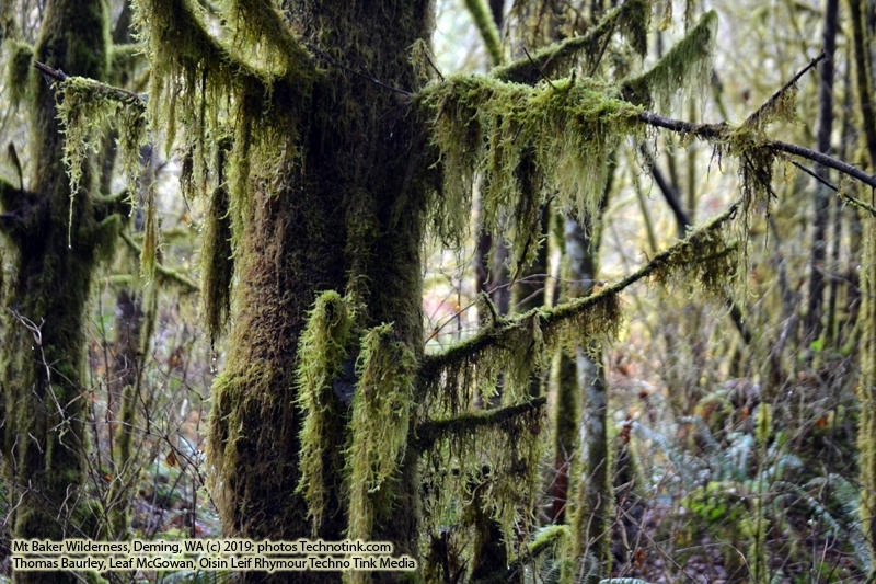 The adventures of Sir Oisin Leif and Prince Cian in the Mt Baker Wilderness near Deming, Washington. Photos taken on November 26, 2019. Forest and river area near Welcome, Slide Mountain, and Racehorse Falls.  (c) 2019: Photos by Thomas Baurley, Oisin Leif Rhymour, Leaf McGowan. Tales at www.technogypsie.net/chronicles/