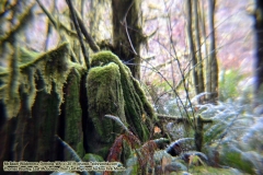 The adventures of Sir Oisin Leif and Prince Cian in the Mt Baker Wilderness near Deming, Washington. Photos taken on November 26, 2019. Forest and river area near Welcome, Slide Mountain, and Racehorse Falls.  (c) 2019: Photos by Thomas Baurley, Oisin Leif Rhymour, Leaf McGowan. Tales at www.technogypsie.net/chronicles/