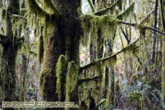 The adventures of Sir Oisin Leif and Prince Cian in the Mt Baker Wilderness near Deming, Washington. Photos taken on November 26, 2019. Forest and river area near Welcome, Slide Mountain, and Racehorse Falls.  (c) 2019: Photos by Thomas Baurley, Oisin Leif Rhymour, Leaf McGowan. Tales at www.technogypsie.net/chronicles/