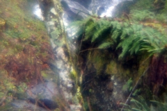 The adventures of Sir Oisin Leif and Prince Cian in the Mt Baker Wilderness near Deming, Washington. Photos taken on November 26, 2019. Forest and river area near Welcome, Slide Mountain, and Racehorse Falls.  (c) 2019: Photos by Thomas Baurley, Oisin Leif Rhymour, Leaf McGowan. Tales at www.technogypsie.net/chronicles/