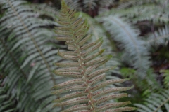 WA-CHRON-011621-012