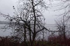 Quaking Aspen: Hiking along Coulon Beach, Lake Washington - Renton, Washington. Photos on January 23, 2020. The Adventures of Sir Oisin Leif:  Saga 1 - Dual states at https://technotink.net/adventures/?page_id=2.  Photography by Sir Oisin Leif, Thomas Baurley, Leaf McGowan, Technotink.net/photography  (c) 2020. All rights reserved.