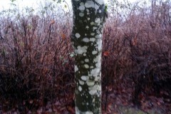 Common Beech: Hiking along Coulon Beach, Lake Washington - Renton, Washington. Photos on January 23, 2020. The Adventures of Sir Oisin Leif:  Saga 1 - Dual states at https://technotink.net/adventures/?page_id=2.  Photography by Sir Oisin Leif, Thomas Baurley, Leaf McGowan, Technotink.net/photography  (c) 2020. All rights reserved.