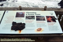 "In the Pacific Northwest the rock intertidal can be divided into four general zones depending upon how long each zone is covered by the tide. OOver 250 species have been found competing for life in Yaquina Head's intertidal. Many animals move between zones. Common sea stars for example are more tolerant of the higher tide zones than are other sea stars but they are most common in the low tide zones. The Spray Zone is dry much of the time. Only the hardiest species can tolerate the dryness and salinity changes of the spray zone. Look for black lichen, finger limpets, sea hair and rock lice in this zone. The High Tide Zone is only covered with water at high tide. Hardy species like sea lettuce, acorn barnacles, rockweed, purple shore crabs, and black turban snails are successful here.More species live and compete here than in the spray zone because of the regular supply of water. The mid-tide zone is covered half of the time: the consistency in temperature and salinity supports lots of seaweeds. California mussels, black leather chitons, leaf (goose) barnacles, hermit crabs, sea cabbage, and rockweed also can be found here. The Low Tide Zone is only exposed at the lowest tides: Some pools are only exposed a few times a year so conditions are relatively stable for the intertidal. As a result, this zone is extremely crowded with life. There are many species of sea stars, sea anemones, sea urchins, and a myriad of other organisms."  ~ information sign at Yaquina Head National Park, Newport, Oregon. http://www.technogypsie.com/reviews/?p=25775. 1/27/16: Chronicles 23: Delving the Oregon Coast and Willamette Valley:  http://www.technogypsie.com/chronicles/?p=19727 -   Photos from  February 2016 . (c) 2016 - photo by Photographers Thomas Baurley / Eadaoin Bineid / Leaf McGowan and/or Etain DeDanann of Technogypsie Productions Photography: (www.technogypsie.com/photography/).