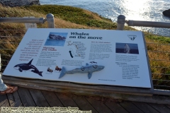 "Whales on the move - While a small number of gray whales remain in the waters off Yaquina Head for most of the year, the entire population swims by twice on their annual migration."  "Migrating gray whales - Yaquina Head is one of the best places along the coast of western North America to view gray whales. These 45 foot (14 m long) whales migrate annually between their breeding lagoons in Baja California, and their summer feeding grounds in the Bering and Chukchi Seas.  The migration north can be seen from Yaquina Head from March through May. Whales heading south pass by here from December to early February.  How do I find Whales? The best way to spot gray whales here is to locate other people who have already found them! Or, you can scan out toward the horizon for "spouts:" wisps of exhaled air which are usually more vertical and mist-like than are the white-caps of waves. Migrating whales can be anywhere from about 1/2 mile to two miles or more away which makes them hard to find. Good luck!" "Watch for spy hopping - gray whales coming straight up from the surface of the water, then slipping back into the sea. No one knows the reason for this behaviour which is seen here once in a great while. Perhaps spy hopping is used to communicate with other whales." "Other travelers - other species of sea mammals pass by or spend time feeding in the area but they are rarely seen from Yaquina Head. Very lucky visitors might catch sight of California and Northern sea lions, harbor porpoises, or orcas (killer whales)".  Yaquina Head Outstanding Natural Area, NPS, Newport, Oregon. Oregon Coastline 2013: Oregon Coast, Oregon, USA. Friday, August 3, 2013. (c) 2013: Photo by Leaf McGowan: Techno Tink Media (www.technotink.net/photography/).