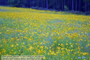 Botany: herbs and plants