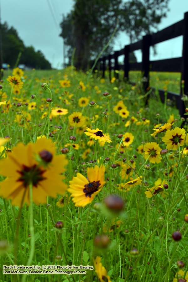 Yellow Flowers