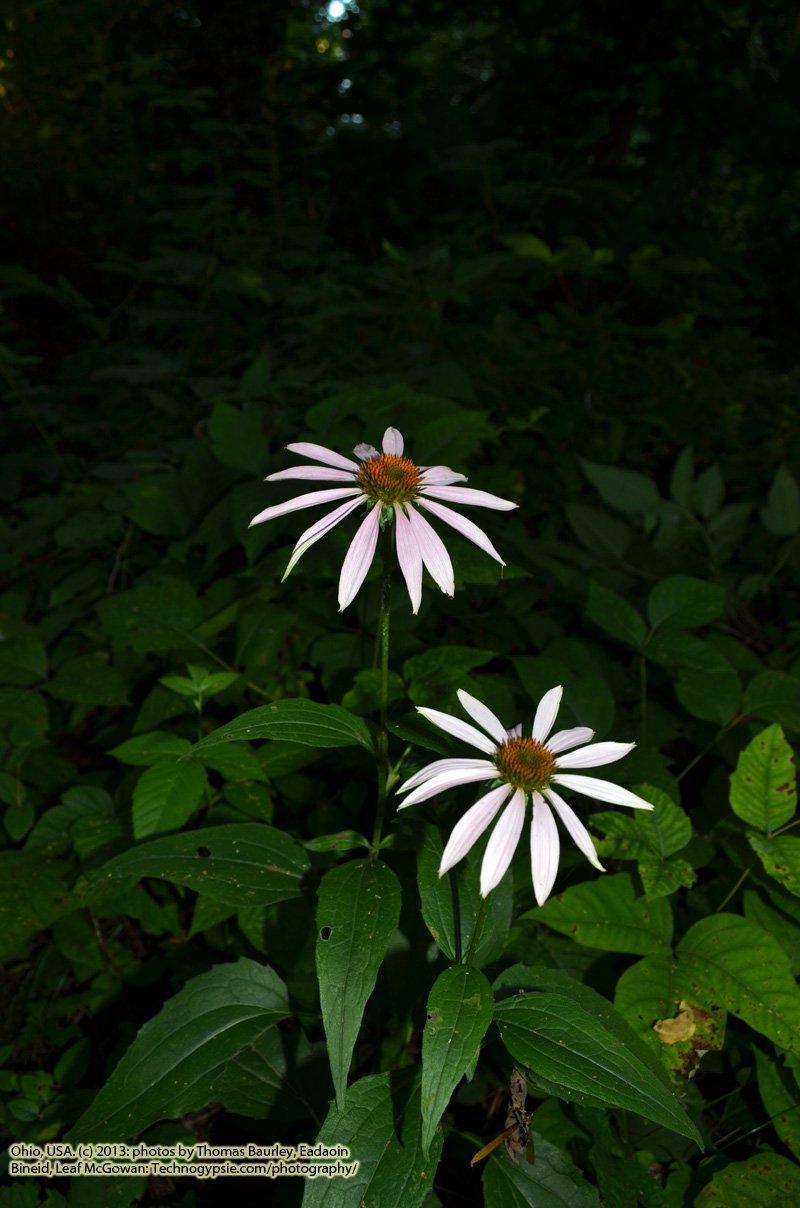 Purple flowers