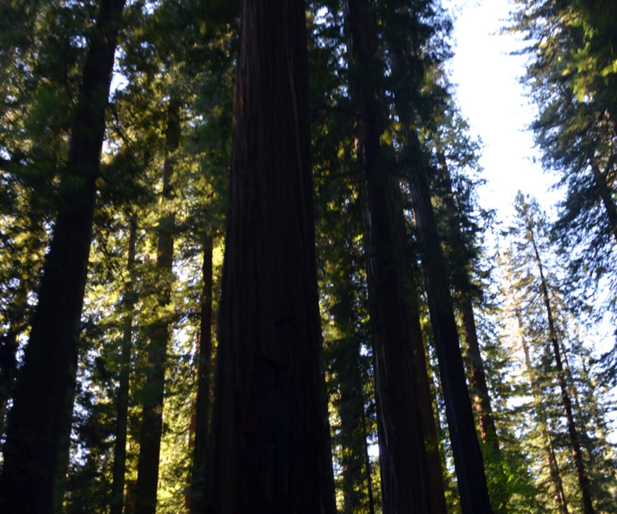 The Redwoods
