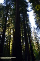 The Redwoods