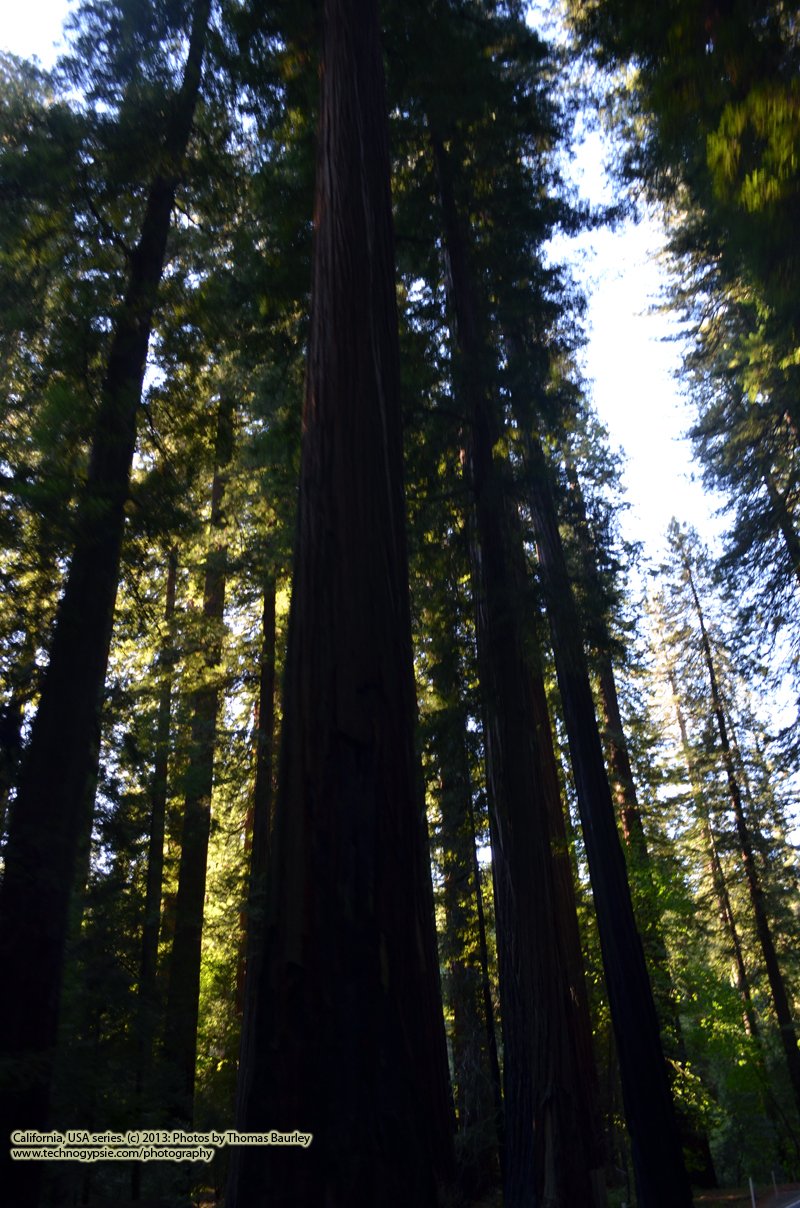 The Redwoods