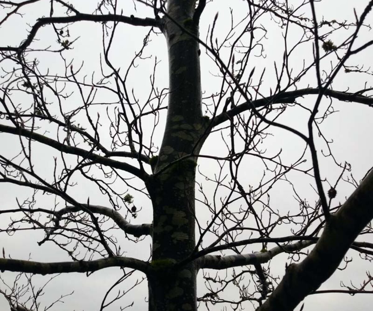 Trees, Shrubs, Forests
