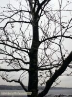 Trees, Shrubs, Forests