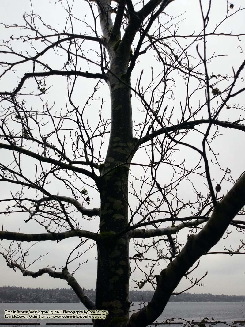 Trees, Shrubs, Forests