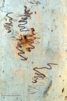 Scribbly Gum Tree