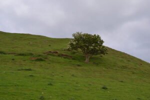 Tiveragh Fairy Hill (Cushendall)