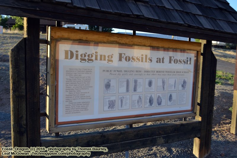 Digging Fossils at the Fossil Beds 