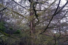 Western Hemlock - Hiking along Coulon Beach, Lake Washington - Renton, Washington. Photos on January 23, 2020. The Adventures of Sir Oisin Leif:  Saga 1 - Dual states at https://technotink.net/adventures/?page_id=2.  Photography by Sir Oisin Leif, Thomas Baurley, Leaf McGowan, Technotink.net/photography  (c) 2020. All rights reserved.